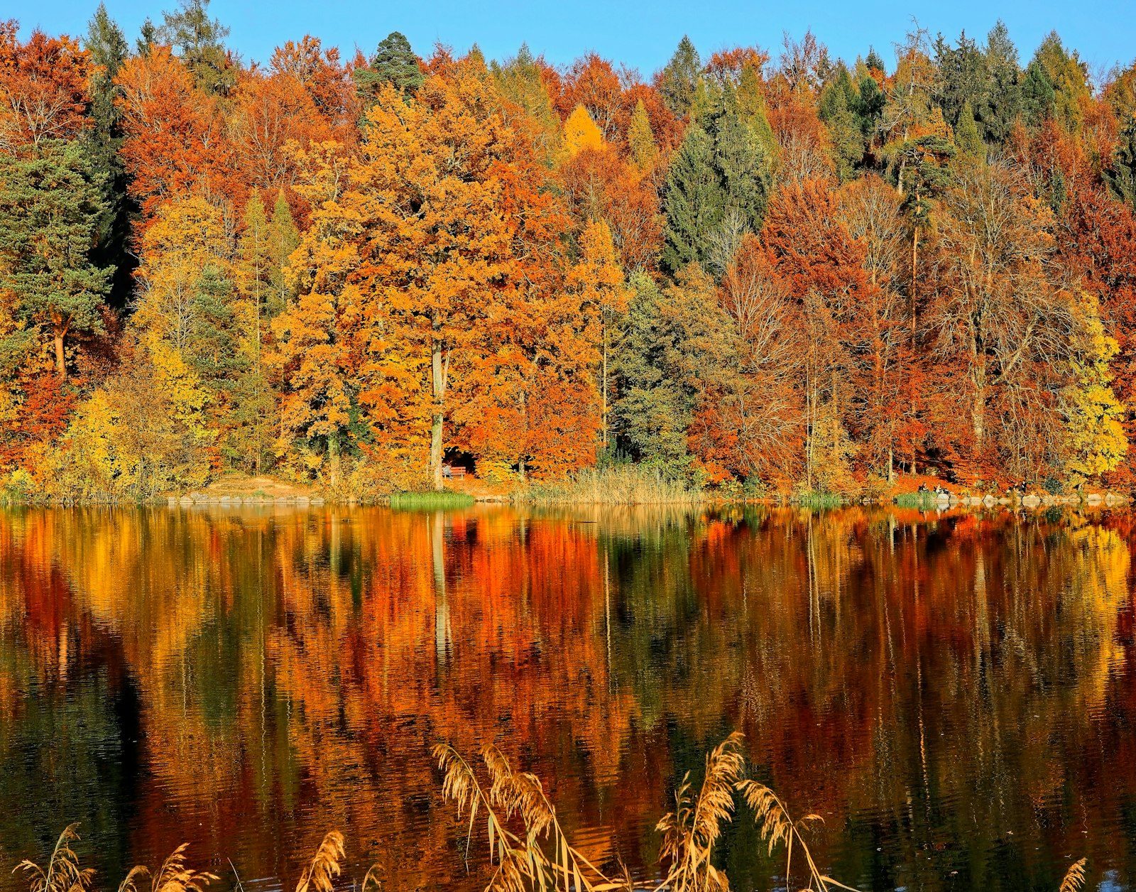 Autumn trees reflected in a still park pond